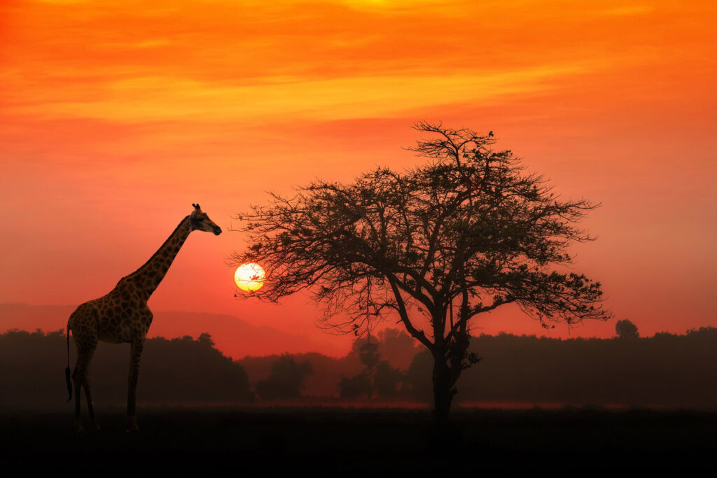 African Giraffe at sunrise with alone tree - Sharon Carr Travel