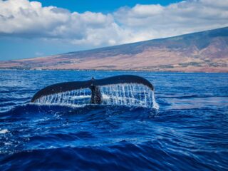 Whale tail above the water - Sharon Carr Travel