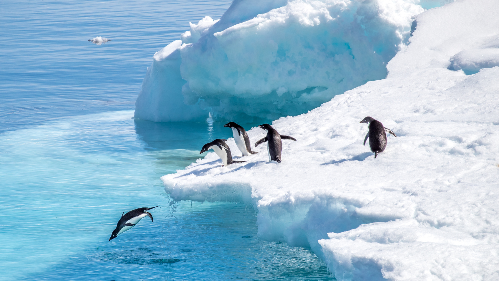 11 Night Antarctic Expedition