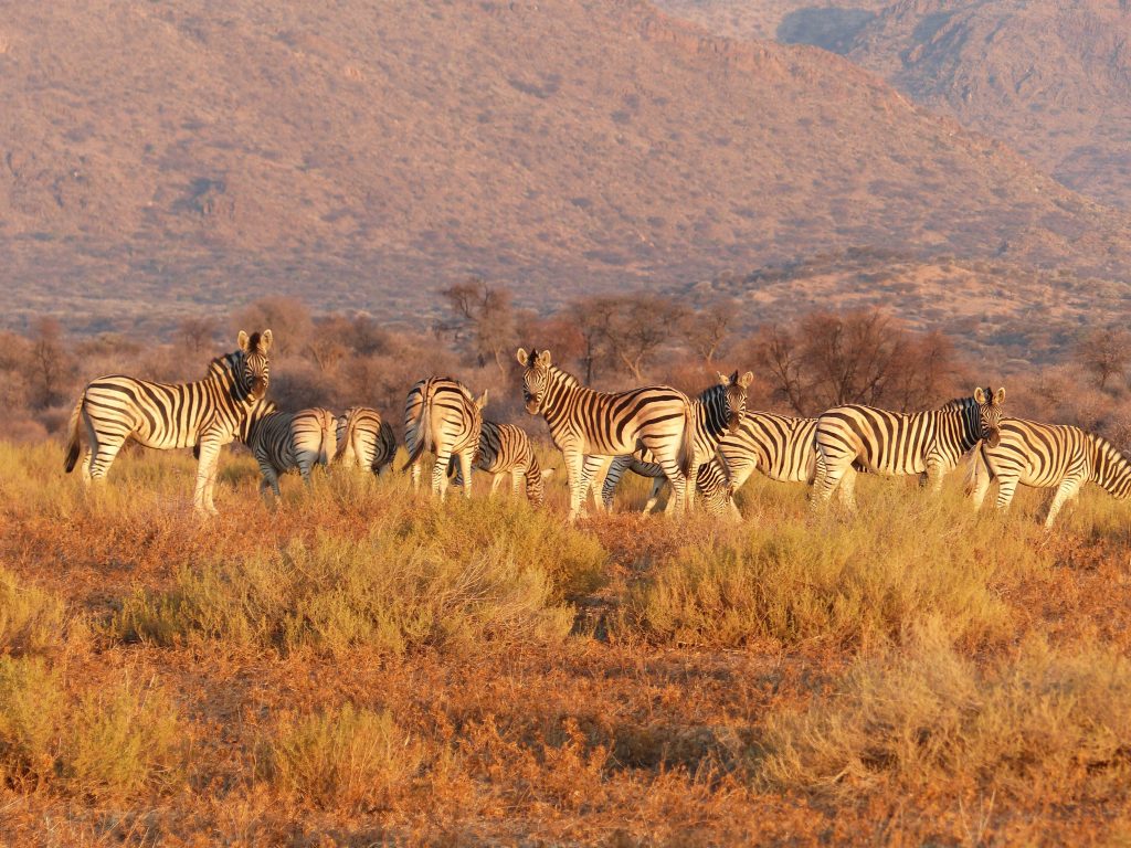 Namibia Zebras Regent Seven Seas Cruises - Sharon Carr Travel