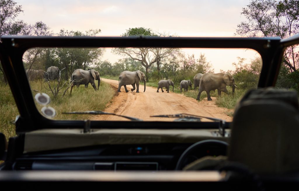 Tourist vehicle watching an elephant herd crossing a road in a national park - Sharon Carr Travel