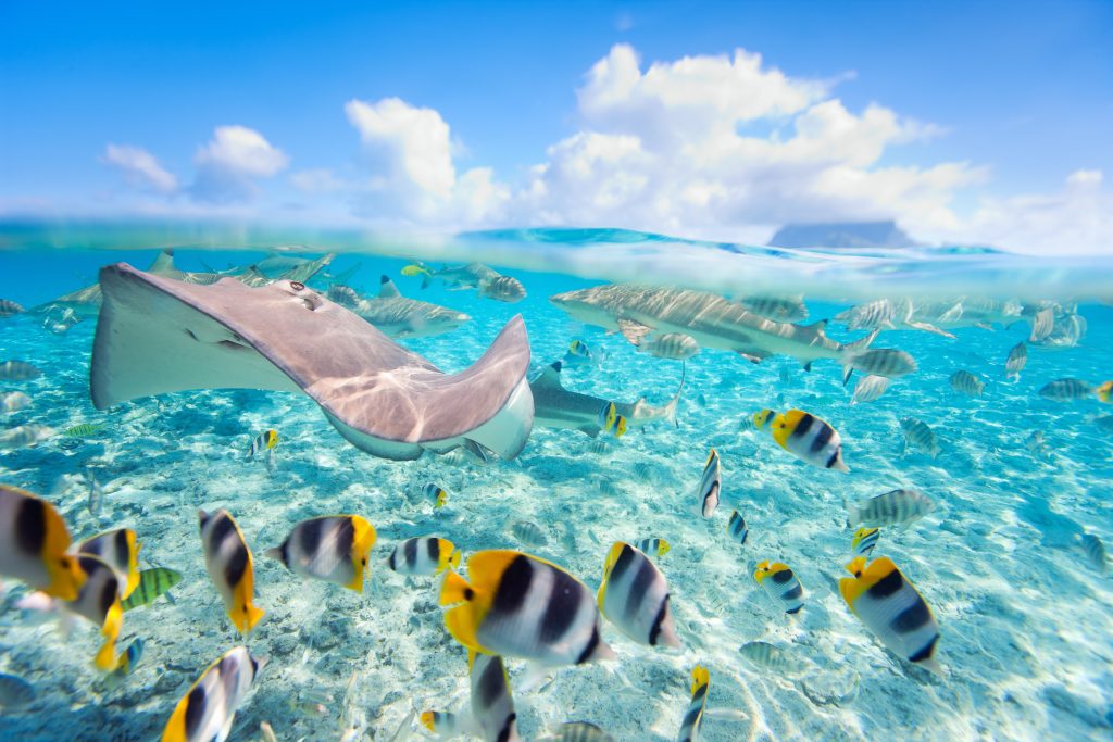 A stingray and schools of fish in BoraBora - Sun Travel