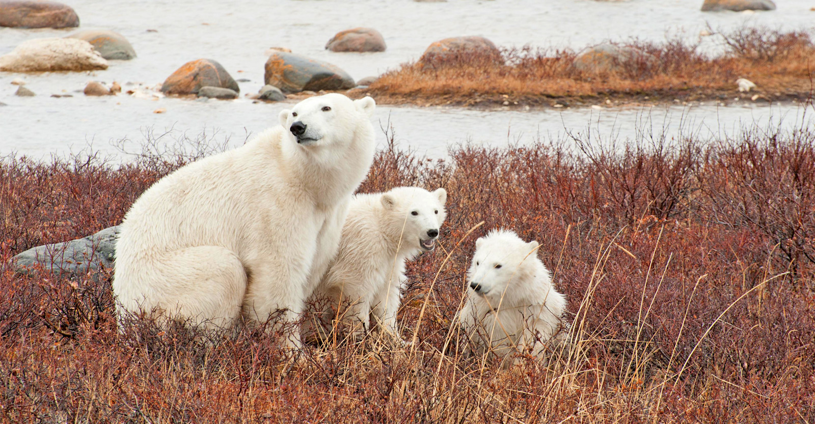 Polar Bears of Churchill with Natural Habitat
